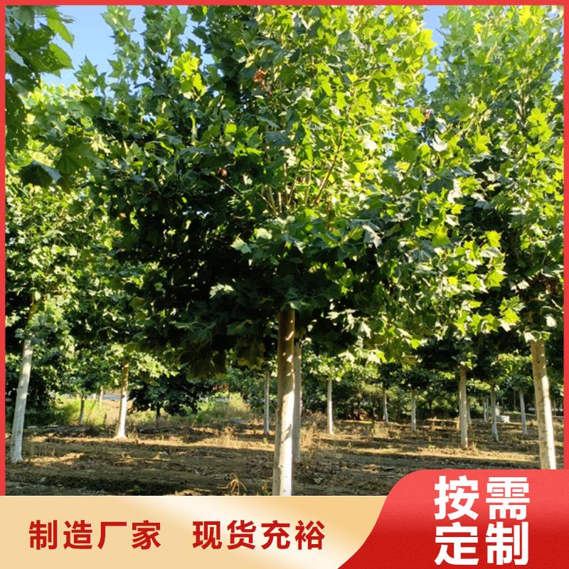法桐價(jià)格價(jià)格合理法桐