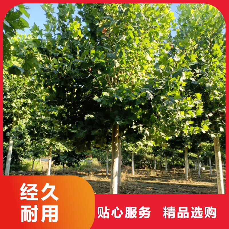22公分法桐質量保證法桐