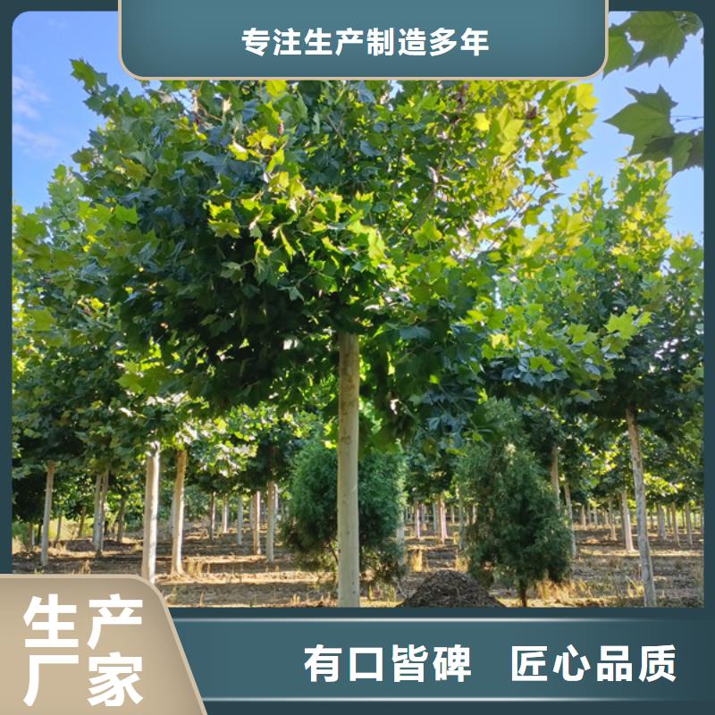 15公分法桐歡迎來電法桐