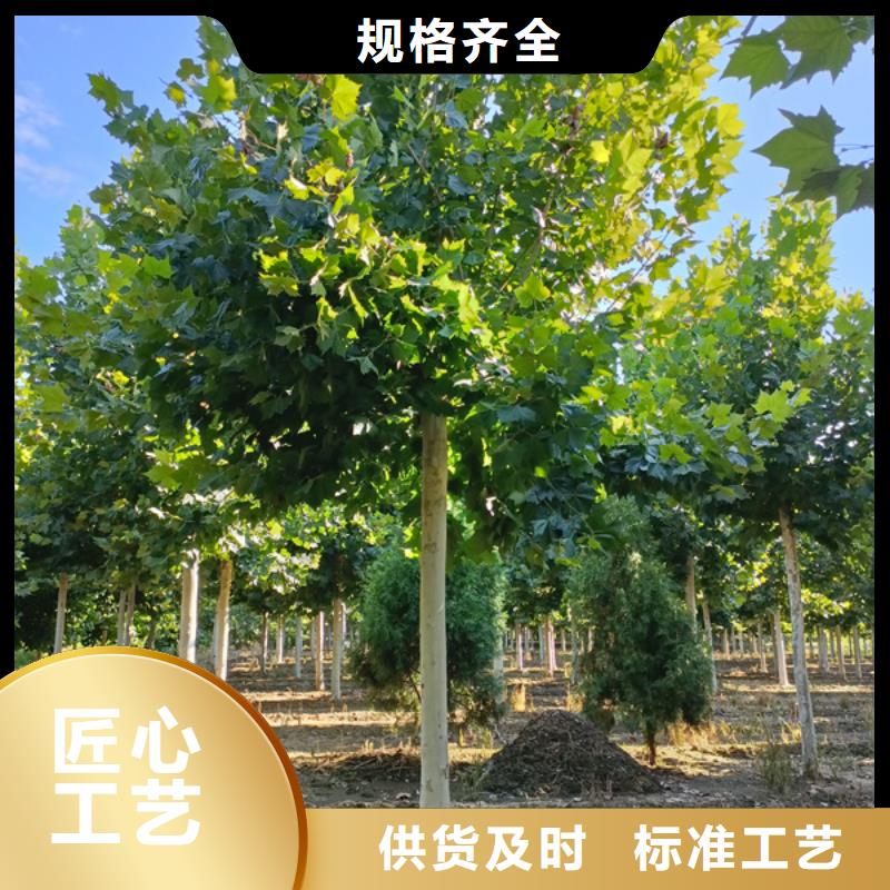 法桐價格放心選擇法桐基地