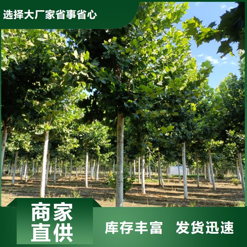 法桐西府海棠现货充足