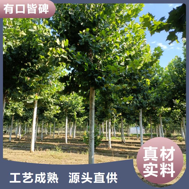 法桐-國(guó)槐優(yōu)選原材
