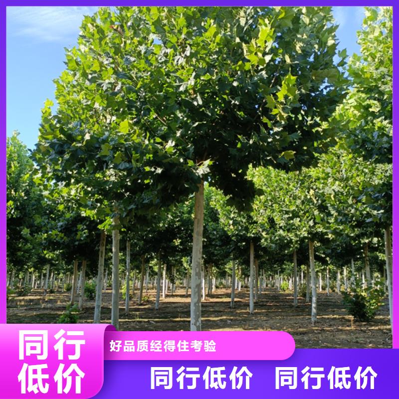 法桐20公分價(jià)格現(xiàn)貨直供法桐
