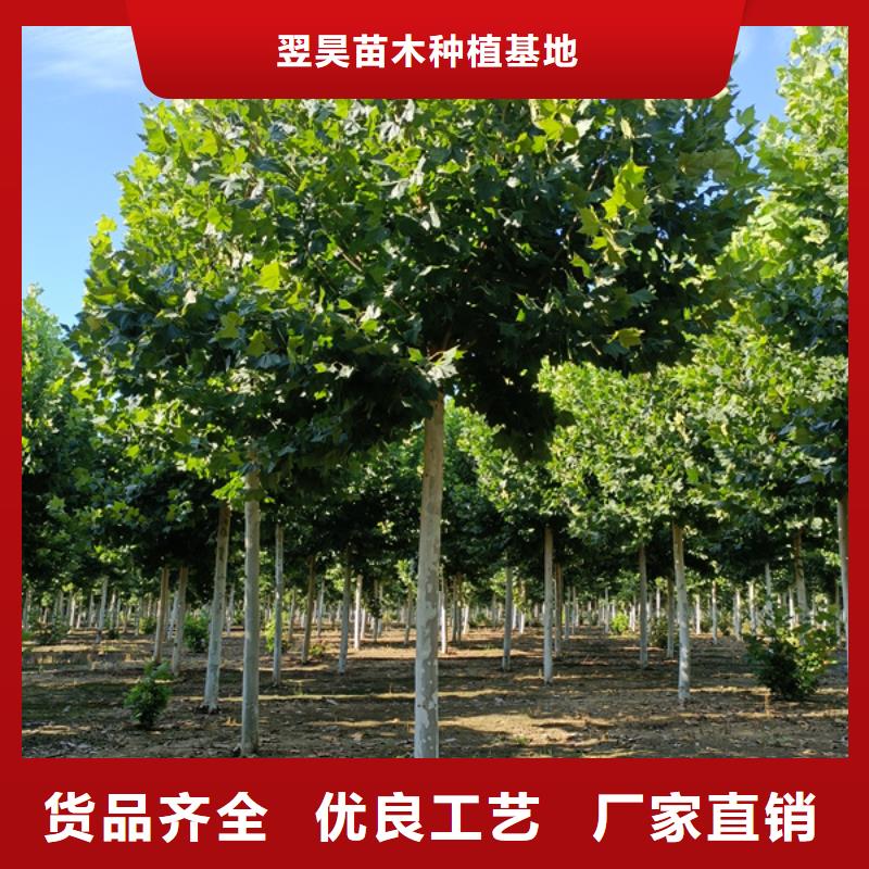 【法桐-五角枫专业按需定制】