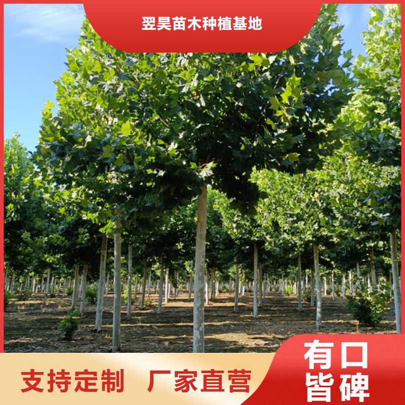 法桐,金叶槐诚信为本