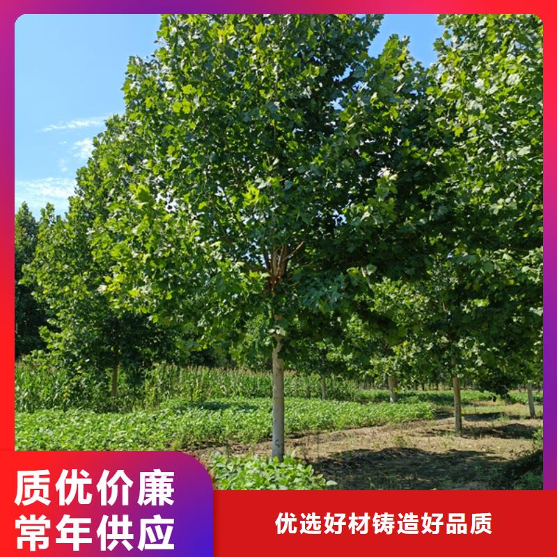 五角枫视频-五角枫_江苏省南京市市场覆盖六合|溧水|扬州|宿迁|盐城|南通|镇江|徐州|常州等