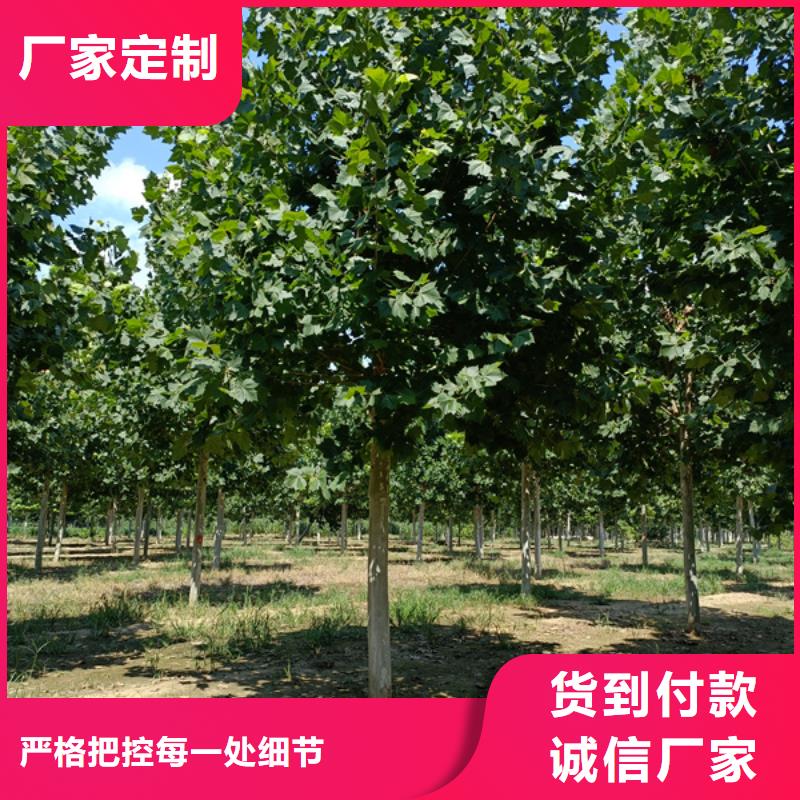  法桐源头厂家直销