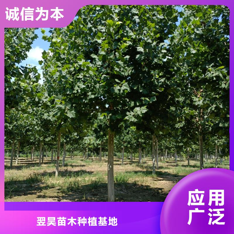 法桐-截桿發帽工廠自營