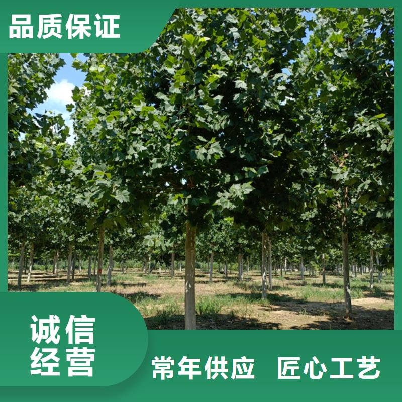 【法桐】金葉白蠟供貨及時