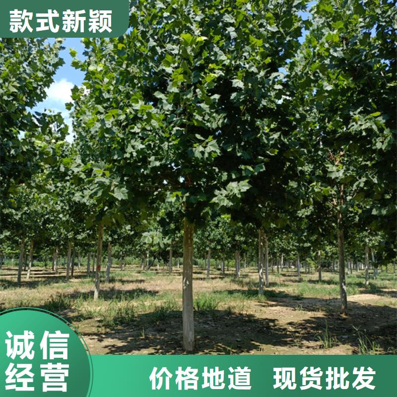 法桐-西府海棠市场报价