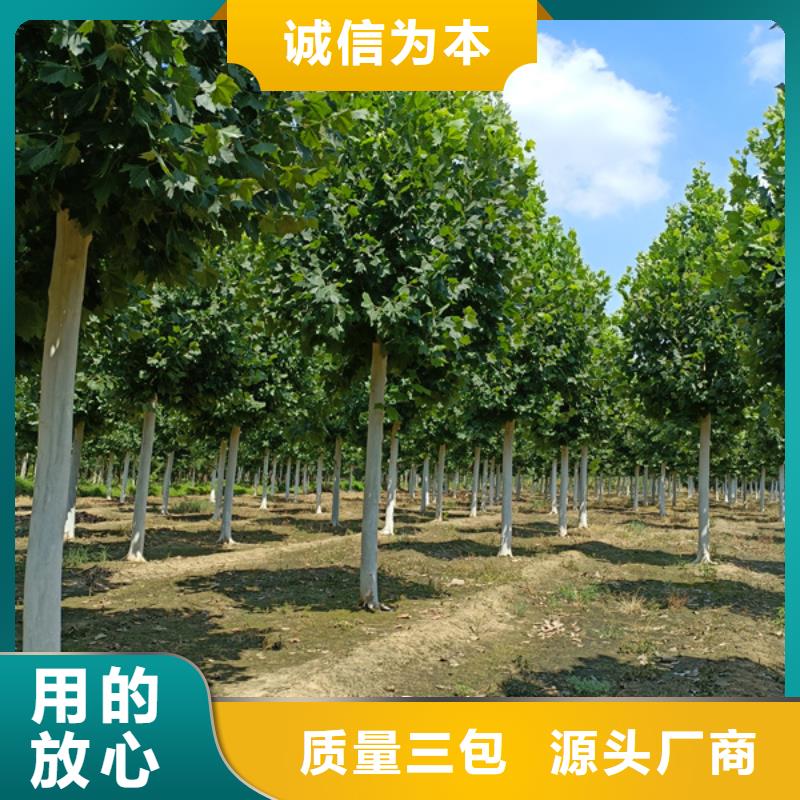 法桐金叶白蜡省心又省钱