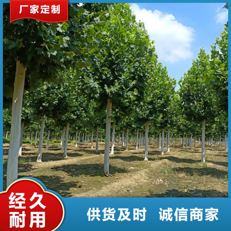 法桐五角枫厂家定制