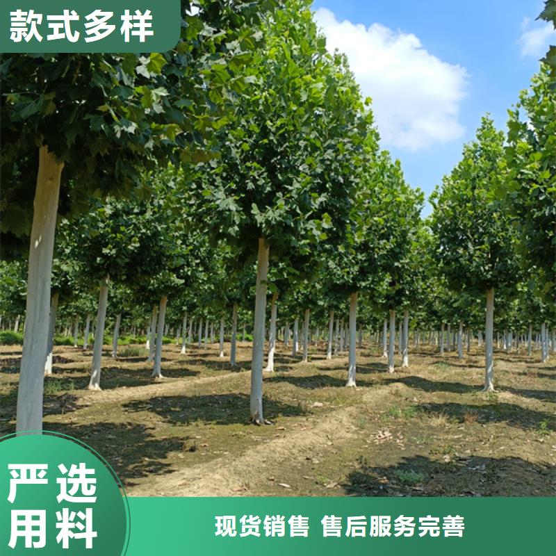 法桐,原生冠法桐优质材料厂家直销