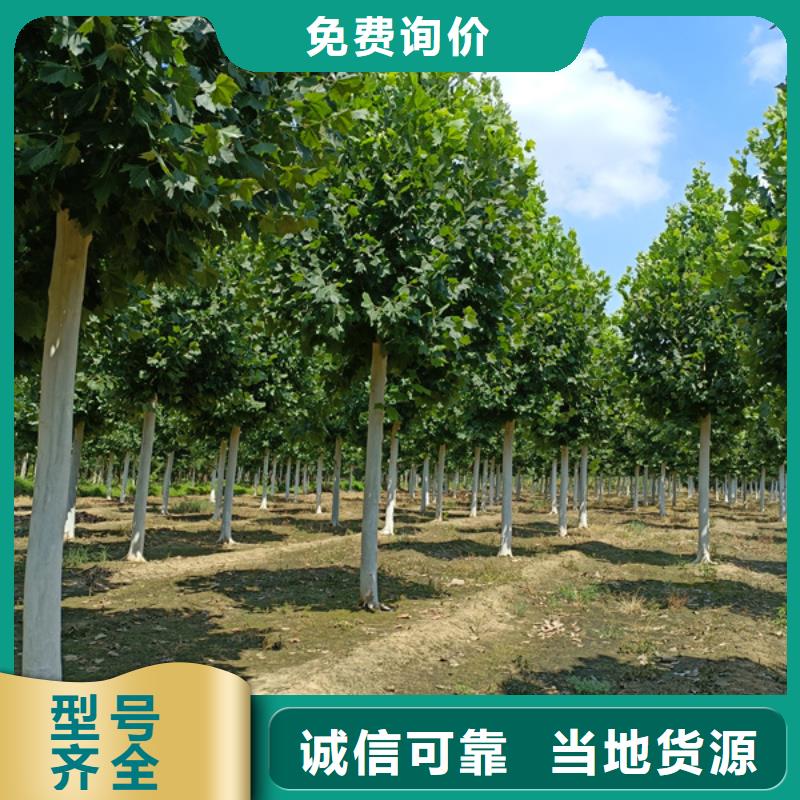 法桐金叶槐规格齐全