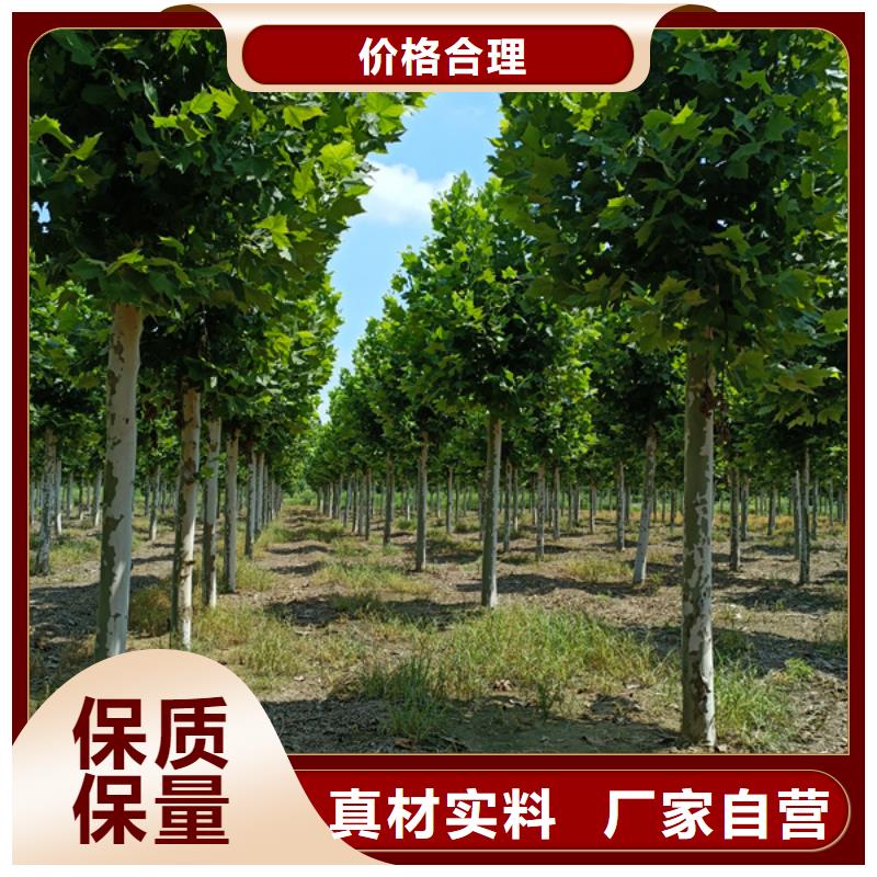 速生法桐種植基地法桐