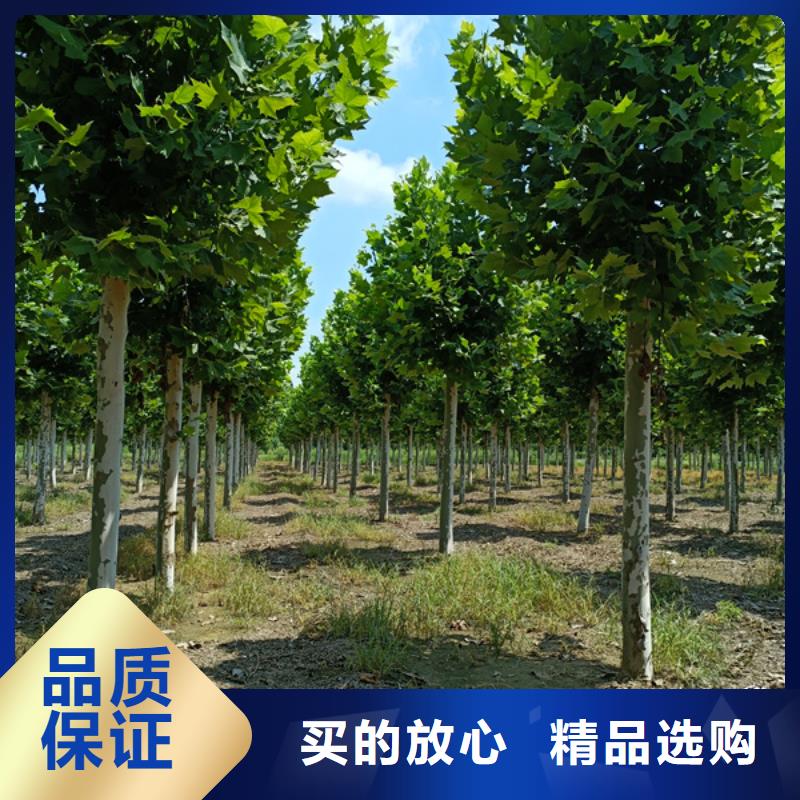 法桐_五角枫符合行业标准