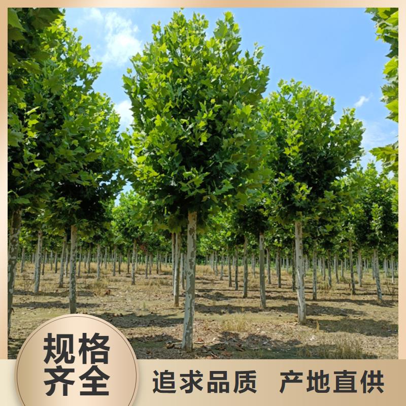 法桐國槐優(yōu)質(zhì)原料