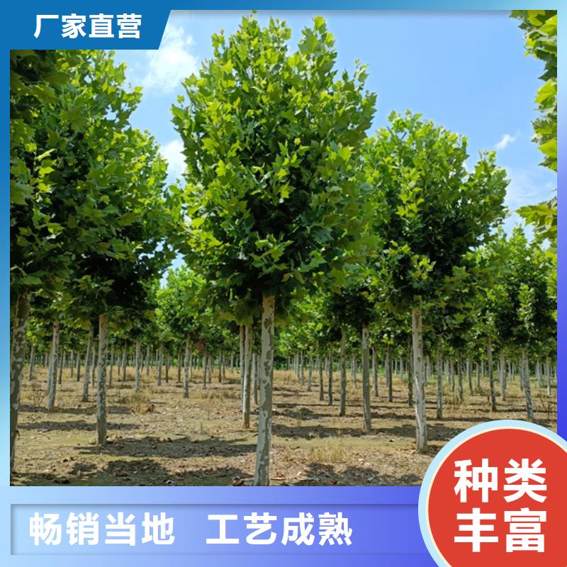 法桐-美国红枫现货充足量大优惠
