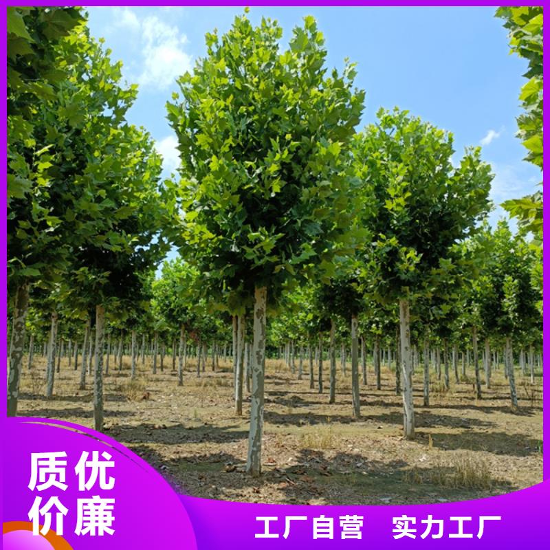 20公分法桐種植基地法桐