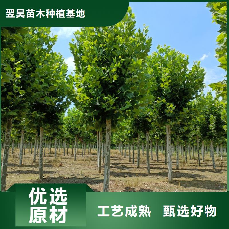 法桐-金叶槐准时交付