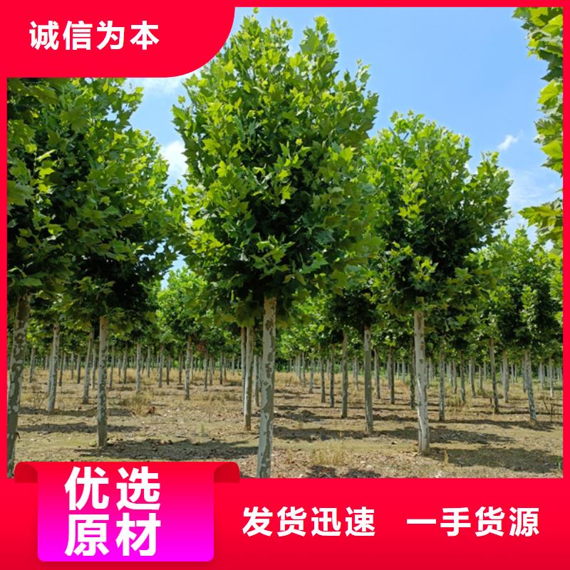 法桐_金叶复叶槭性能稳定