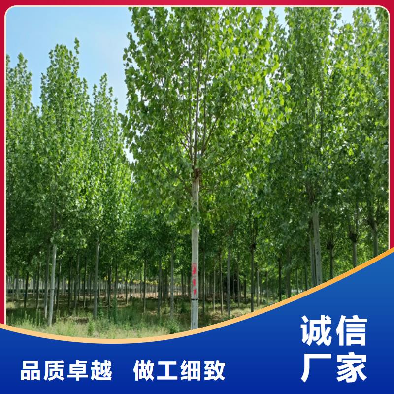 法桐-原生冠法桐快捷物流