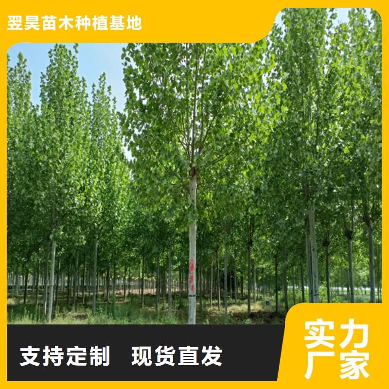 法桐美国红枫供应商
