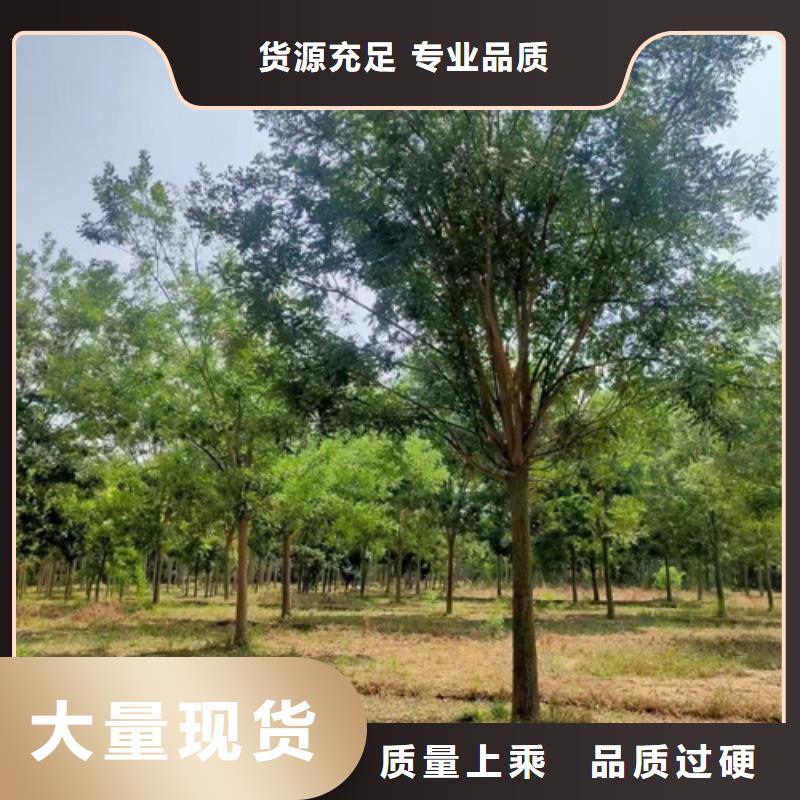 法桐驗貨合格