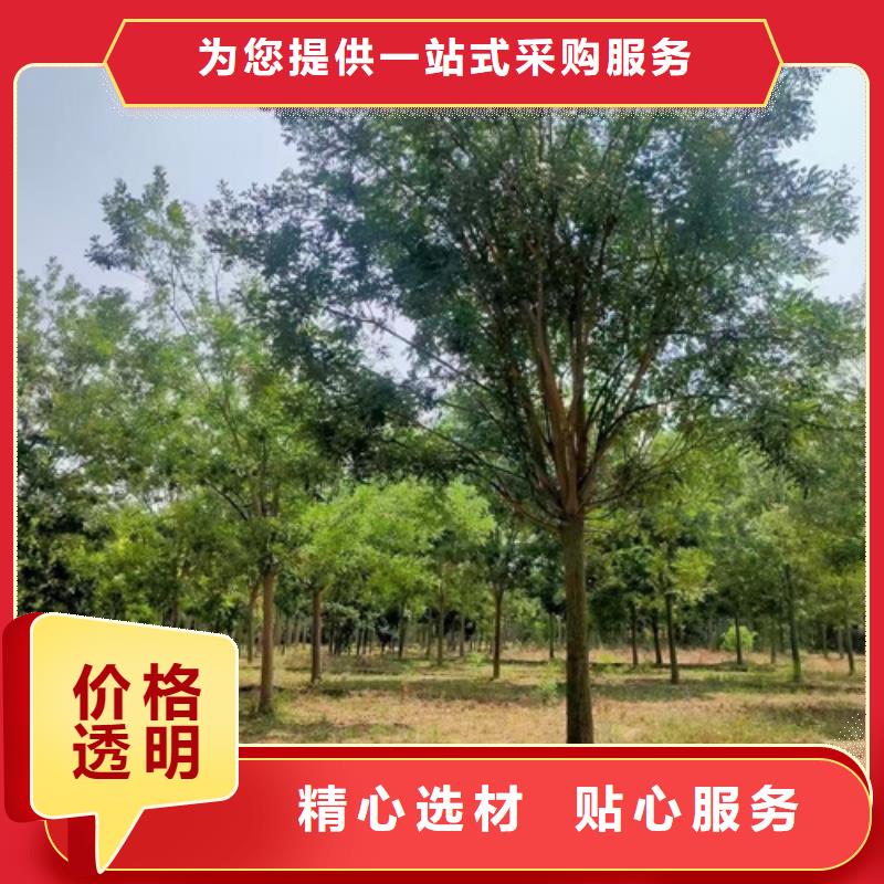 質量合格的速生法桐生產廠家