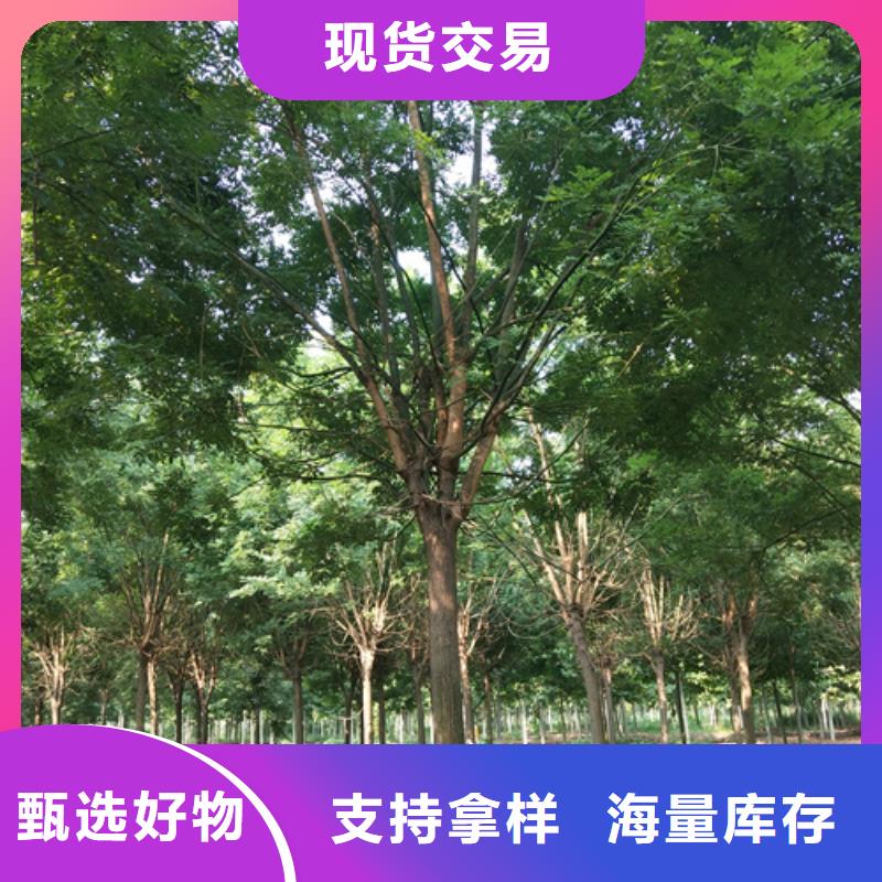 造型法桐圖文介紹