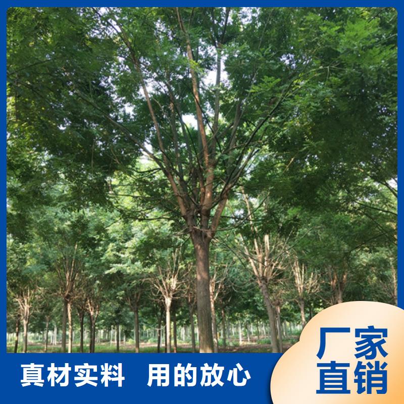 速生法桐價格合理