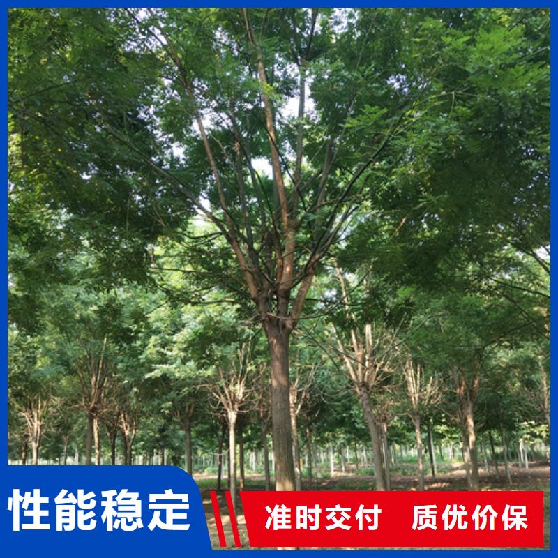 法桐小苗優選廠家