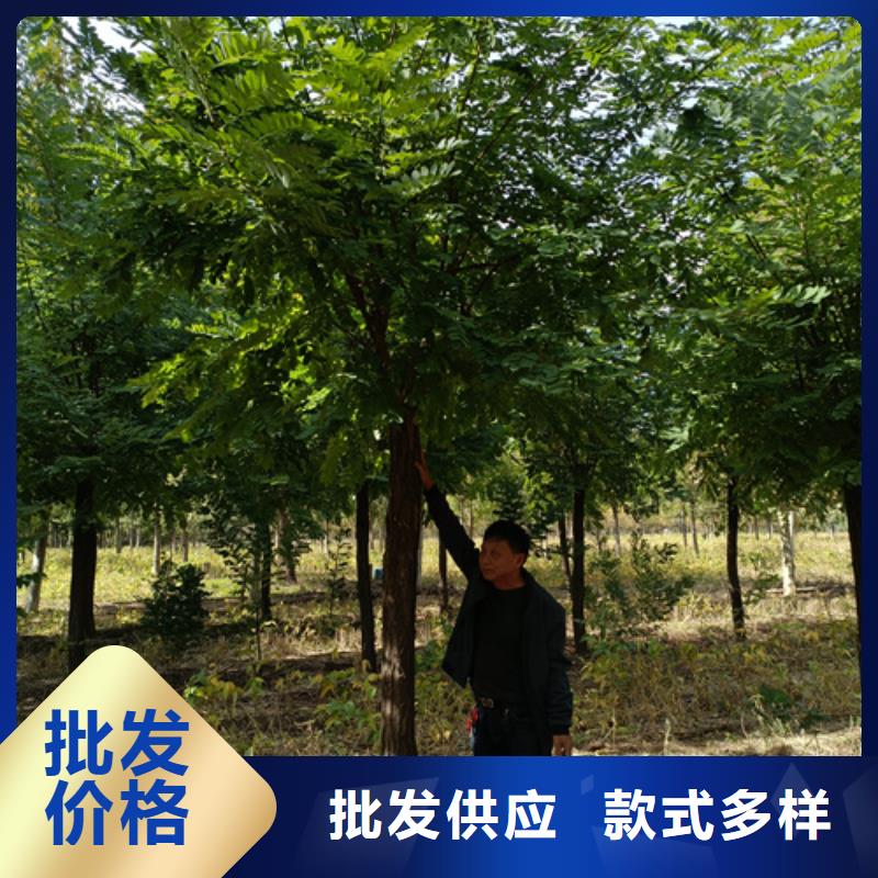 法桐行情-法桐行情貨源足