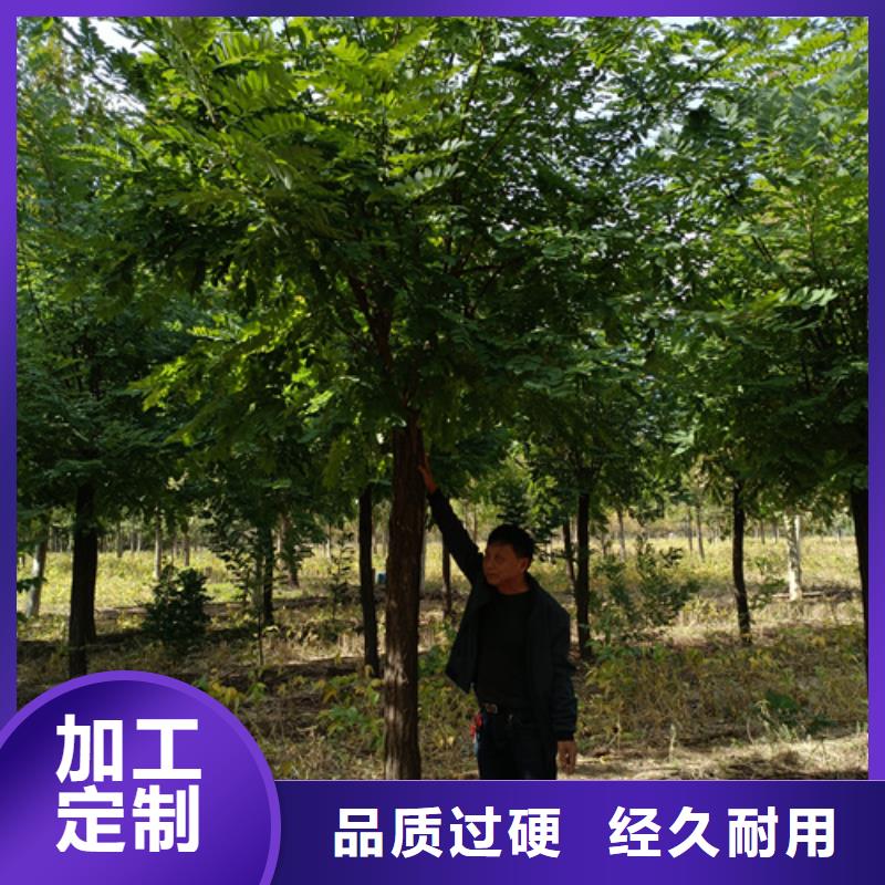 批發(fā)法桐行情_(kāi)誠(chéng)信廠家