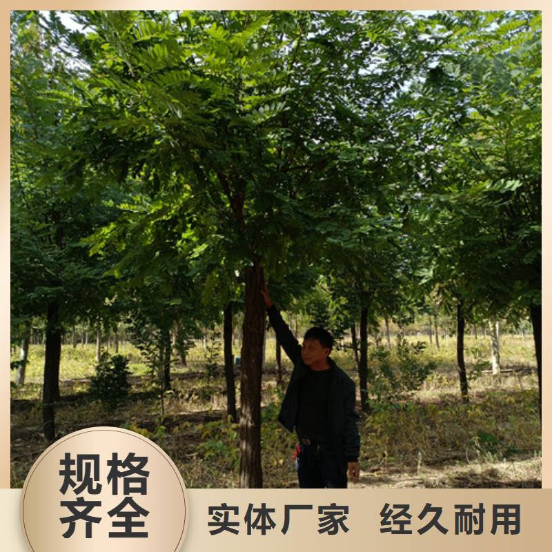 法桐小苗生產廠家支持定制