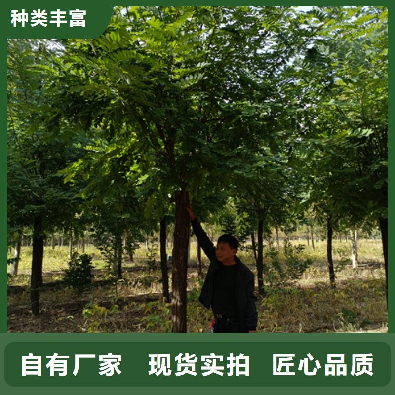 生產(chǎn)造型法桐_精選廠家