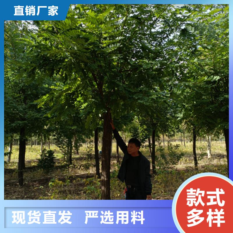 法桐小苗全年低價(jià)