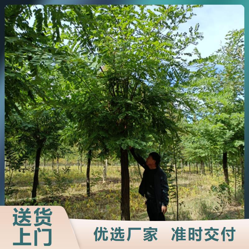 造型法桐合格才出廠