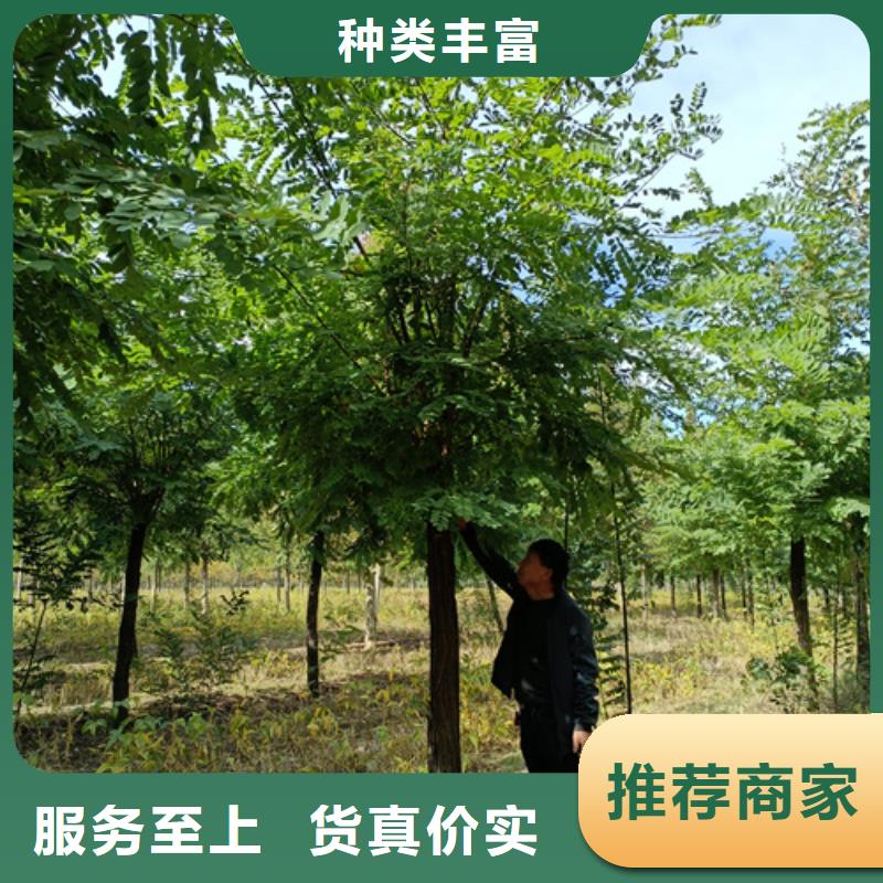 速生法桐-只做精品