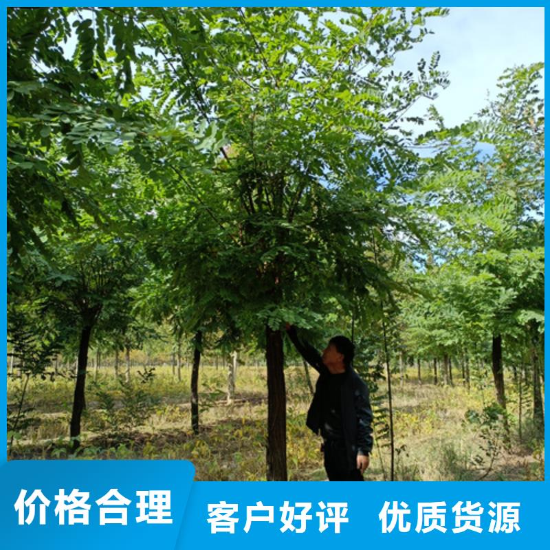 法桐五角楓質量優價格低