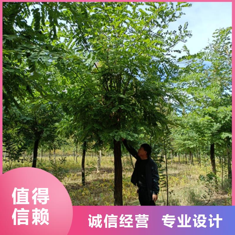 法桐黃金槐庫存齊全廠家直供