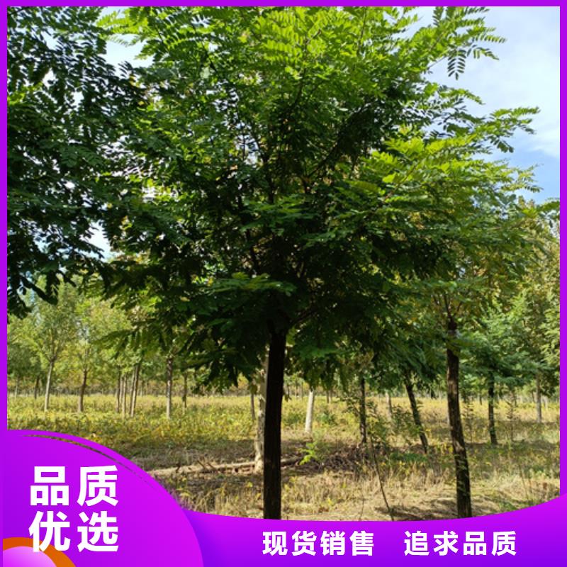 法桐_五角楓按需定做