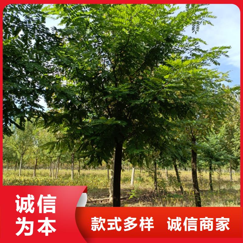 法桐價(jià)格放心選擇綠化苗木