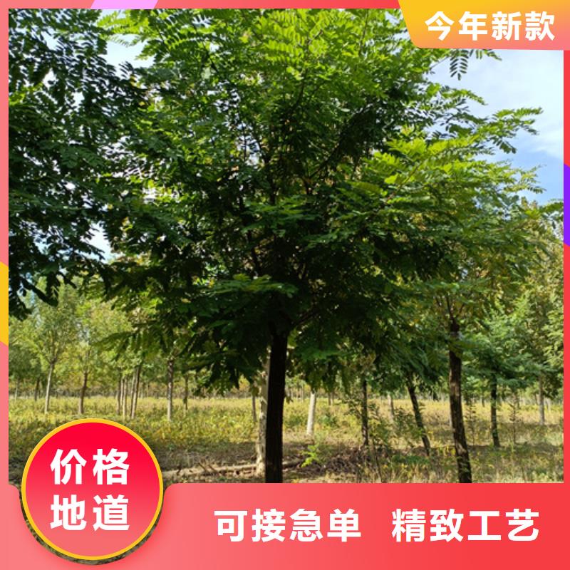 質量好的法桐小苗廠家