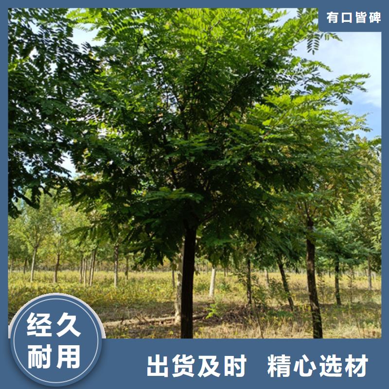 常年供應法桐-大型廠家