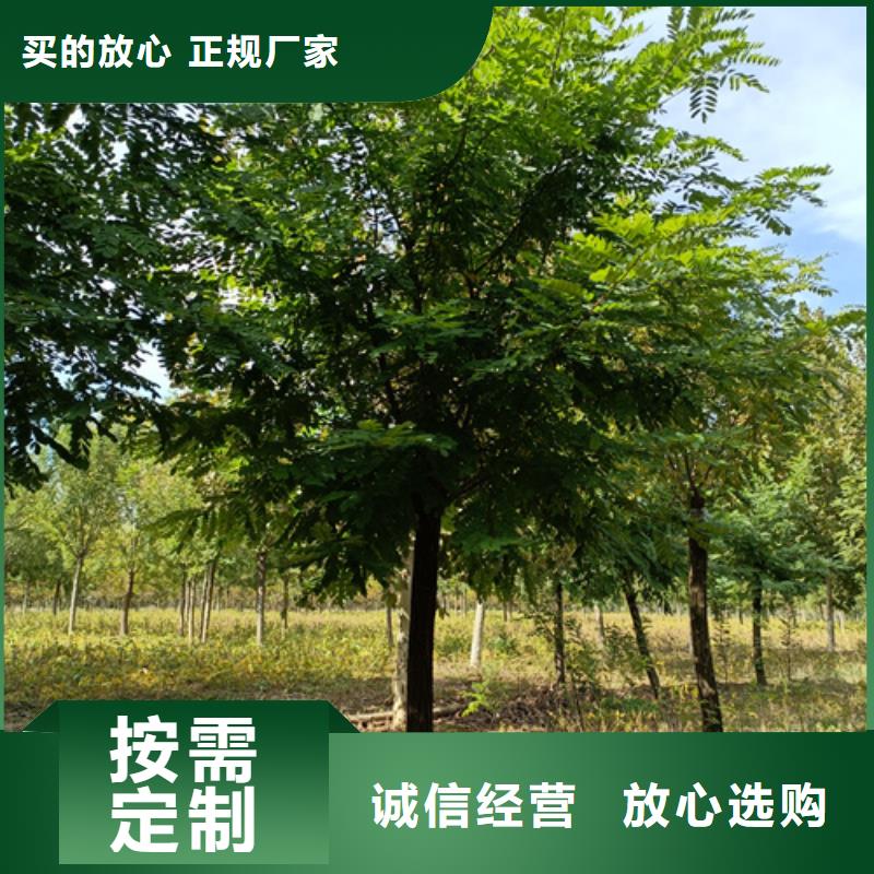 法桐實(shí)力過(guò)硬廠家
