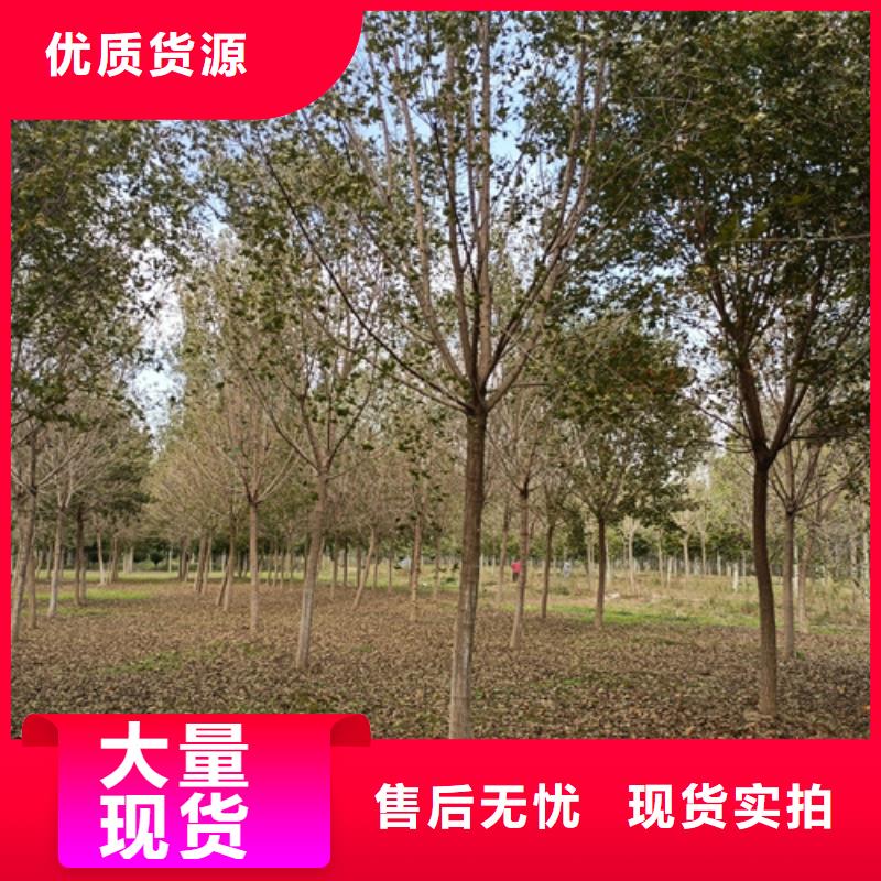 造型法桐現(xiàn)貨質(zhì)量好