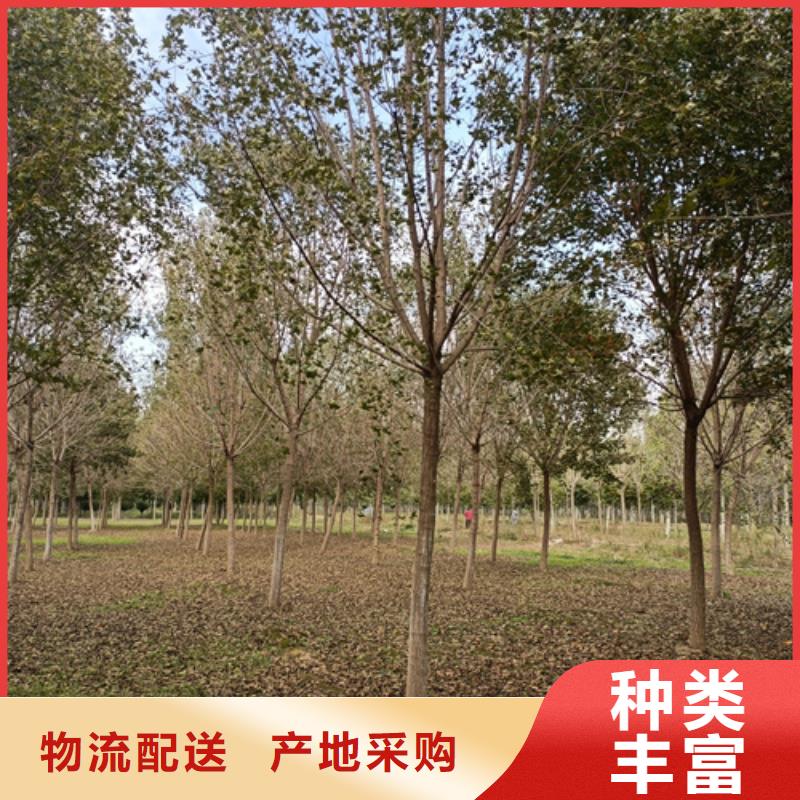 法桐公司-價(jià)格