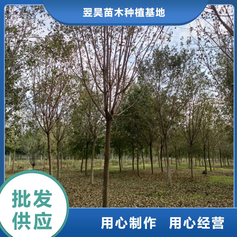 法桐大型廠家直銷