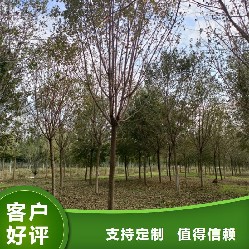 銷售法桐行情_(kāi)誠(chéng)信企業(yè)